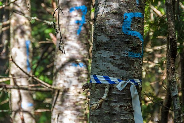 Arbres numérotés en bleu dans une forêt