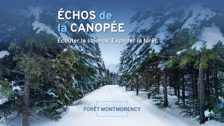 Forêt en hiver