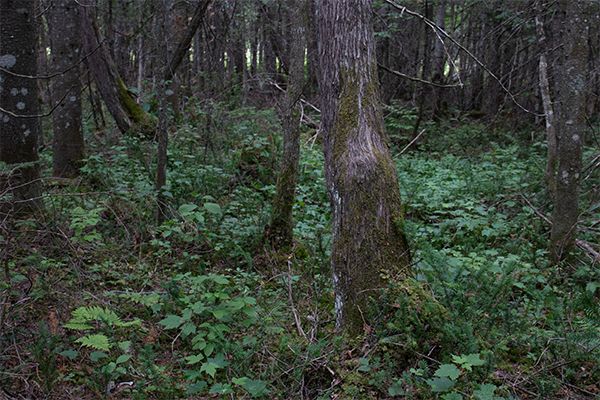 Un paysage de la forêt du territoire Petit Capsa