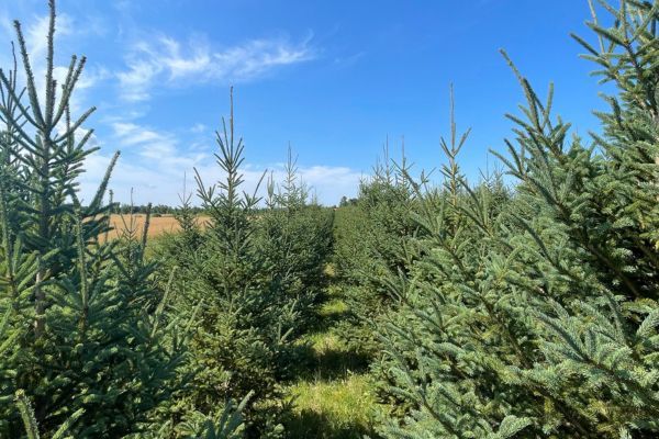 Plantation du projet Arborea à la station expérimentale de St-Louis-de-Pintendre