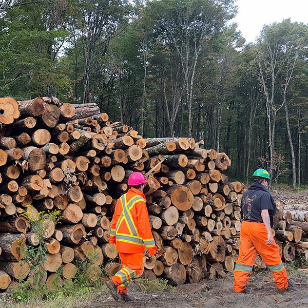 Deux étudiants vêtus d'équipements de sécurité près d'une pile de troncs d'arbres