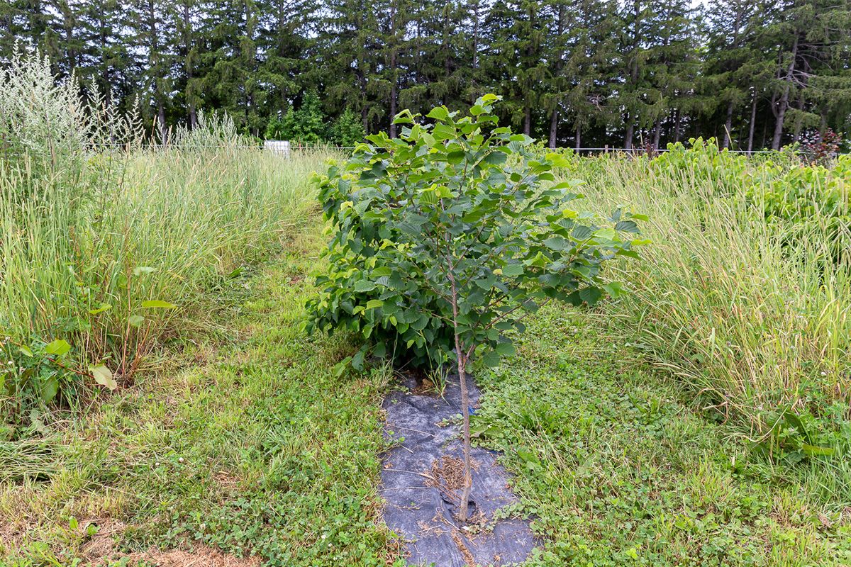 Arbre dans un champ