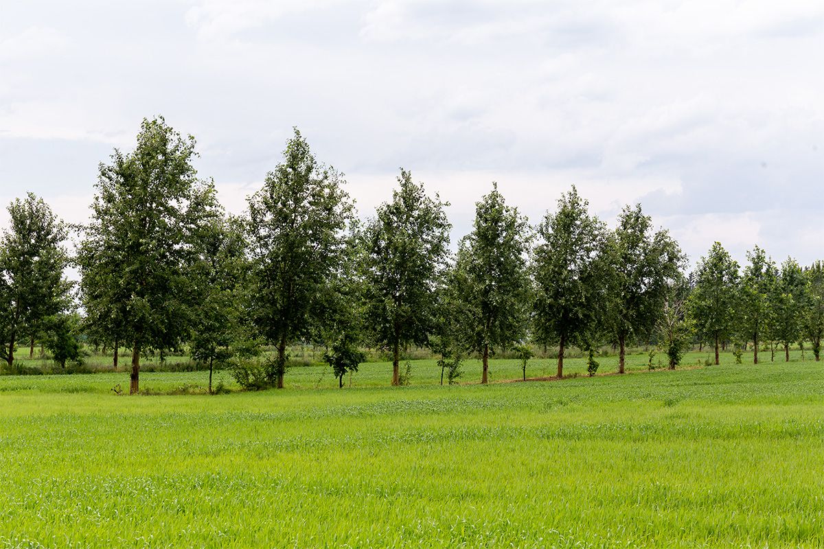 Zone agricole en été avec des arbres
