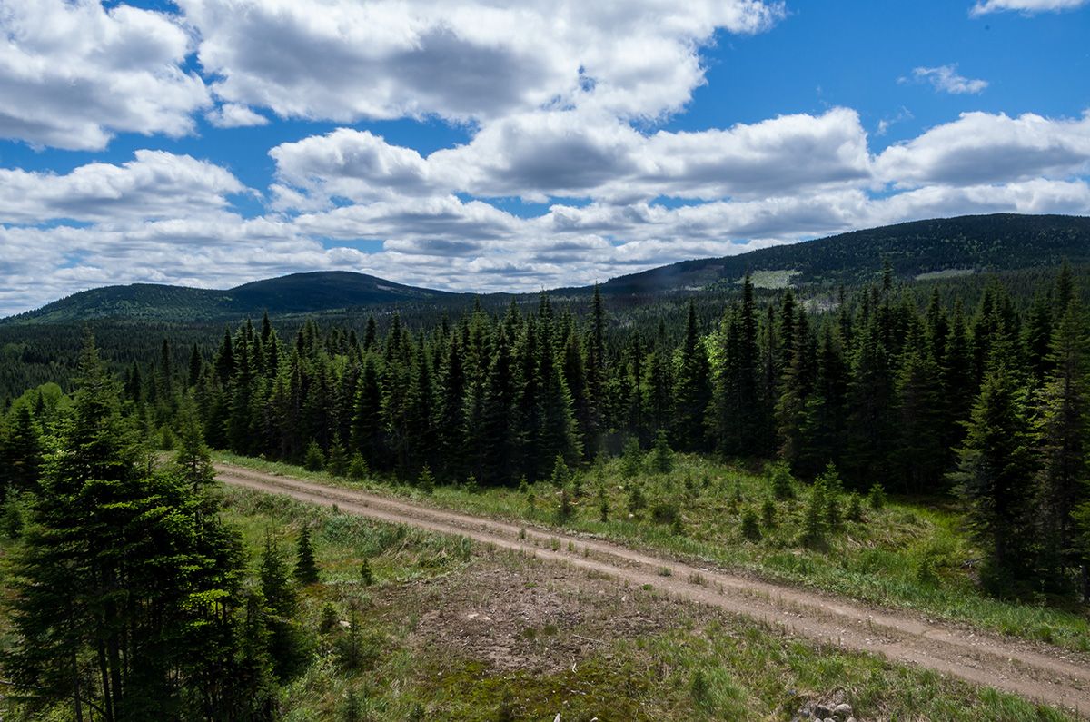 La Forêt Montmorency en été 