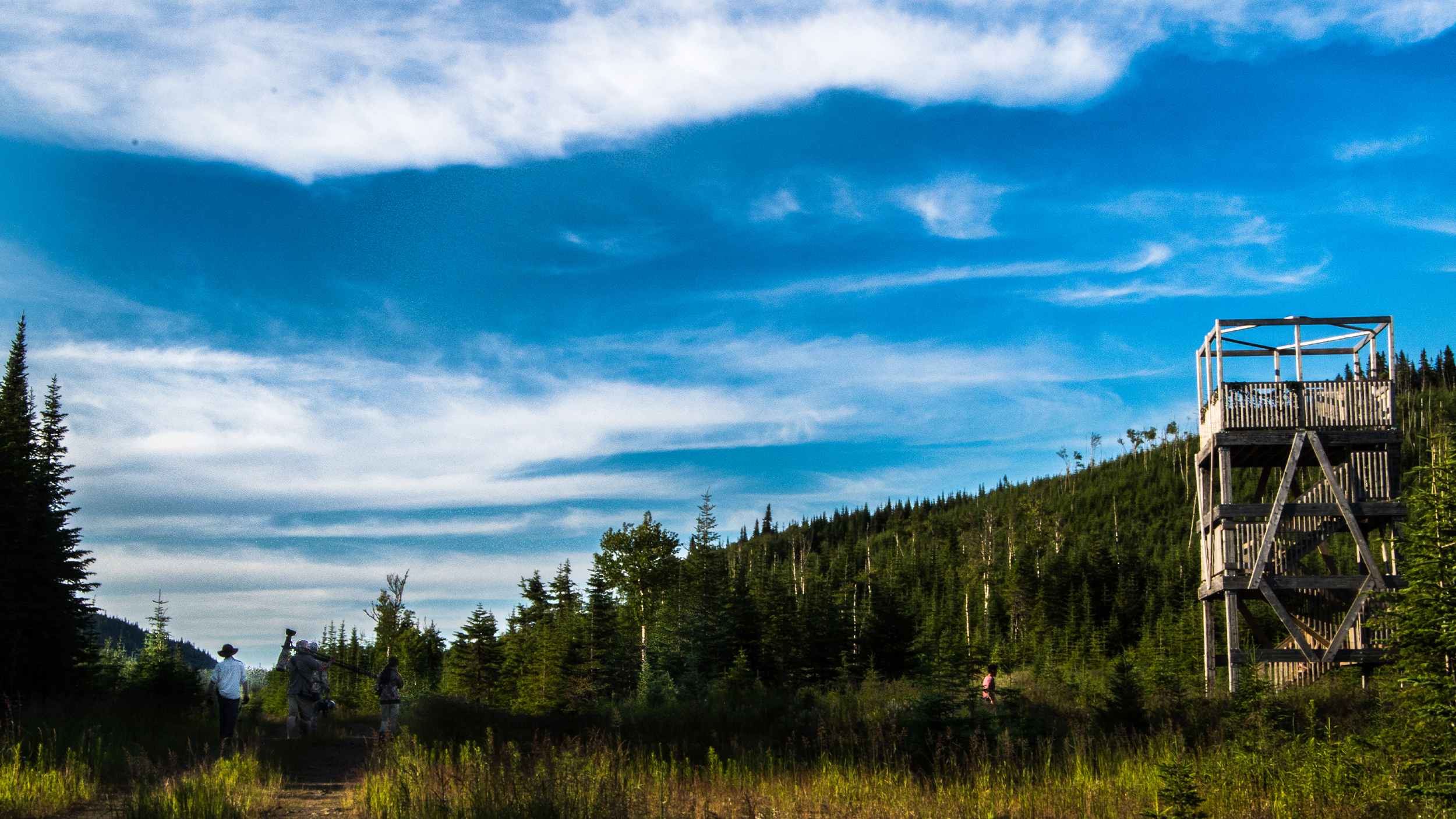Paysage d'été avec une des tours à flux de la Forêt Montmorency