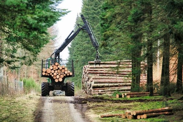 Un chargeur à billots en action dans la forêt