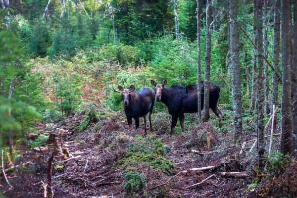 Deux orignaux à la Forêt Montmorency