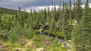 Une vue de la forêt québécoise 