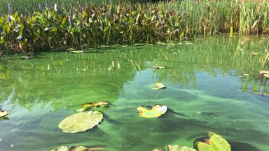 Un lac canadien riche en nutriments. 