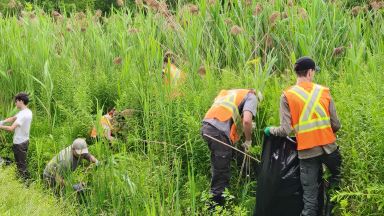 Etudiant en biogéosciences sur le terrain pour éradiger le phragmite