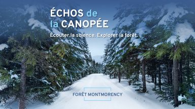 Forêt en hiver