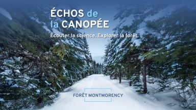 Forêt en hiver
