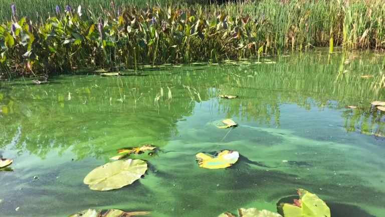 Un lac canadien riche en nutriments. 