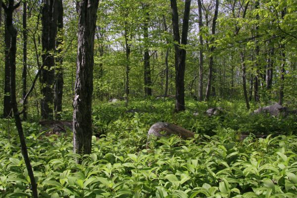 Forêt à la Hêtraie de Saint-Augustin 