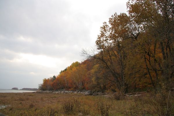 Bordure du fleuve de la Hêtraie de Saint-Augustin 