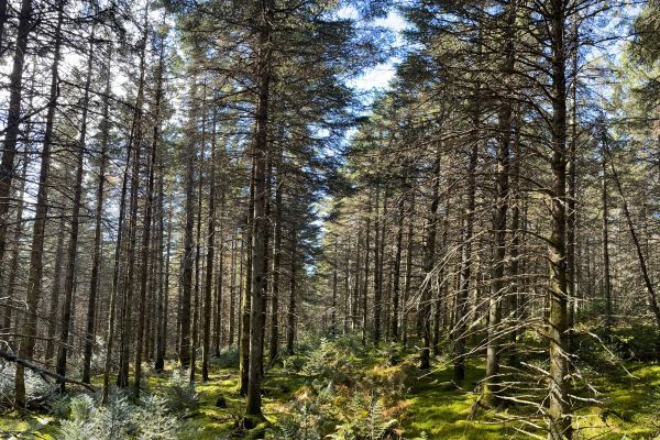 La forêt de Mont Cosmos