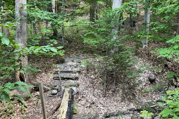 Forêt à la Station expérimentale de Saint-Louis-de-Pintendre