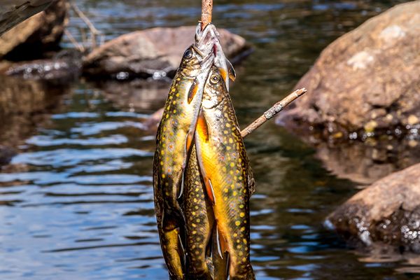 Hameçon tenant plusieurs poissons pêchés