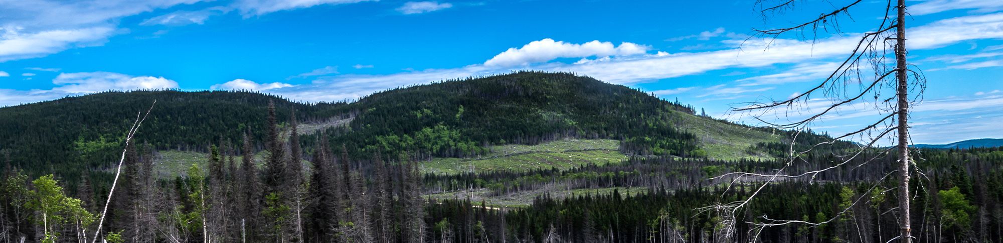 Panorama de la Forêt Montmorency