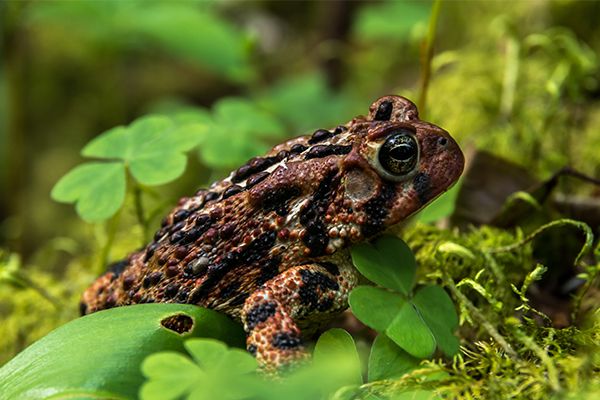 Crapaud sur du trèfle