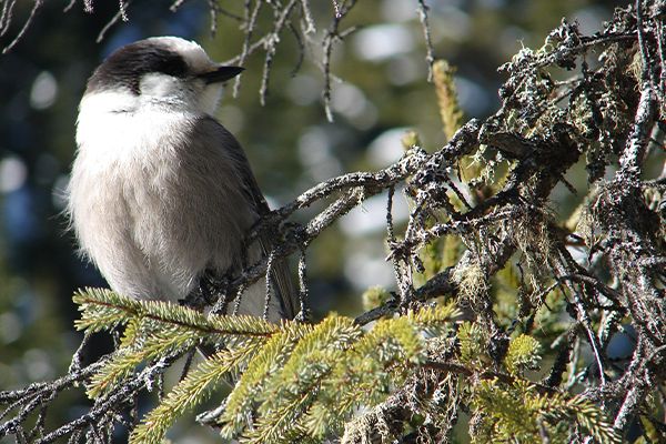 Mésangeai perché sur une branche d'arbre