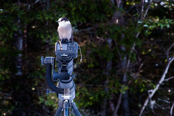 Oiseau perché sur une caméra sur trépied.