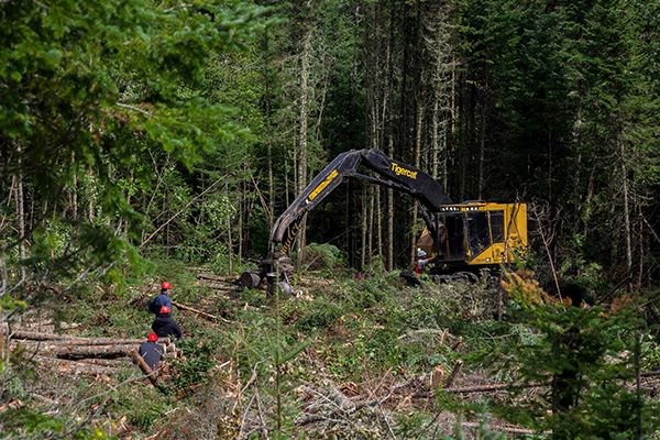 Machinerie lourde dans la forêt en train de couper du bois