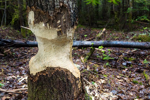 Arbre rongé par un castor