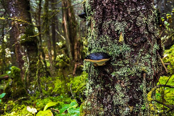 Arbre dans une forêt avec un champignon poussant sur son tronc