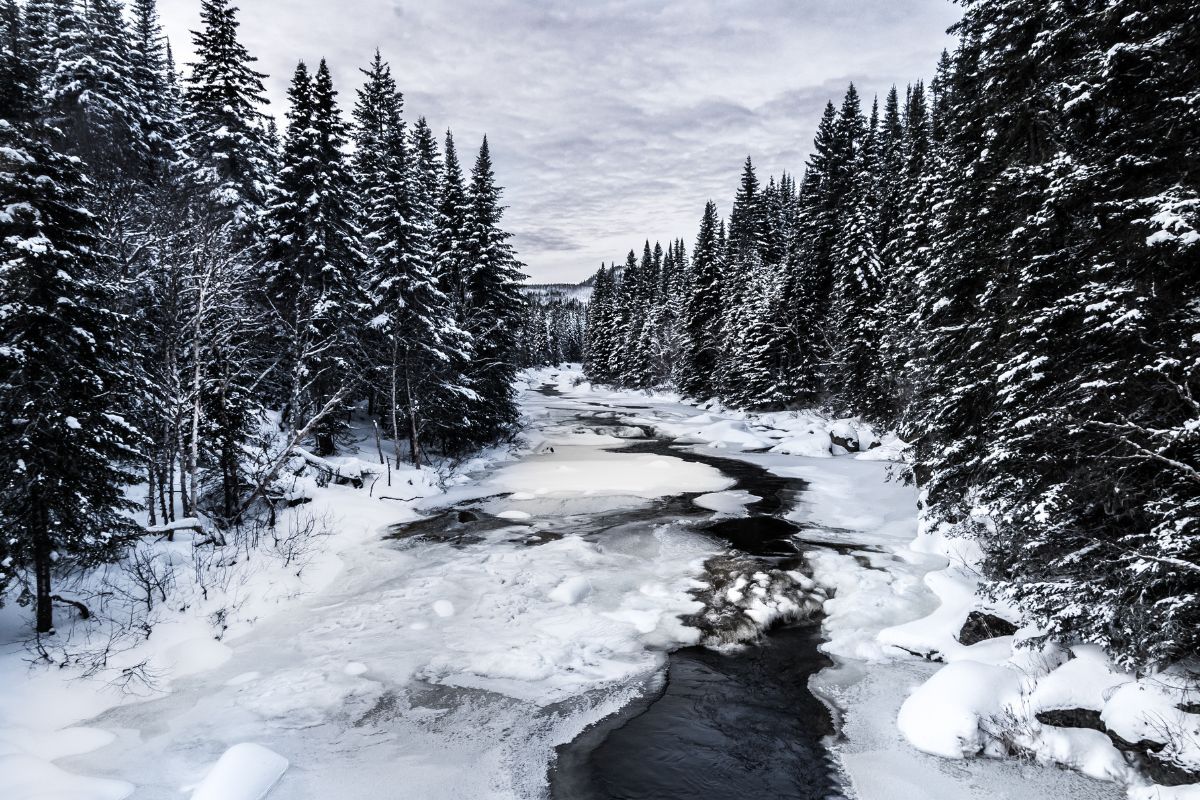 Passage d'hiver à la Forêt Montmorency