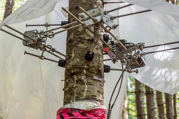 Outils de mesure autour d'un tronc d'arbre