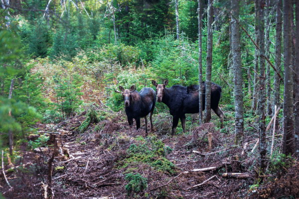 Deux orignaux à la Forêt Montmorency