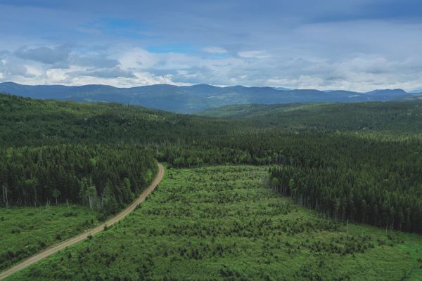 La Forêt Montmorency en été 