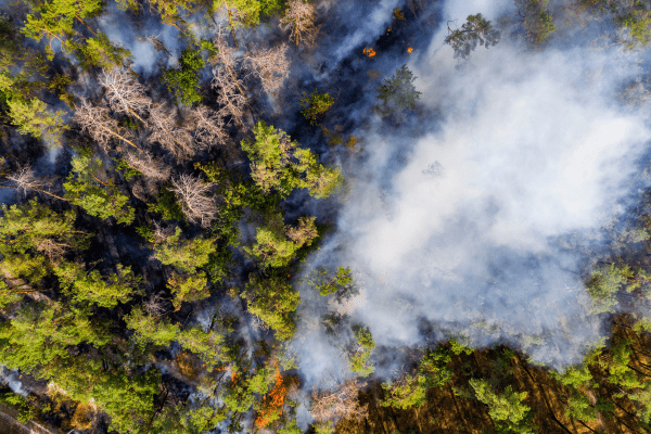 Vue aérienne d'un feu de forêt