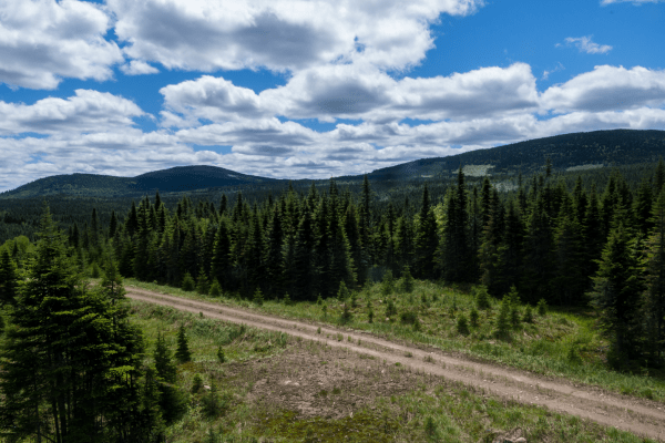 Une route à la Forêt Montmorency