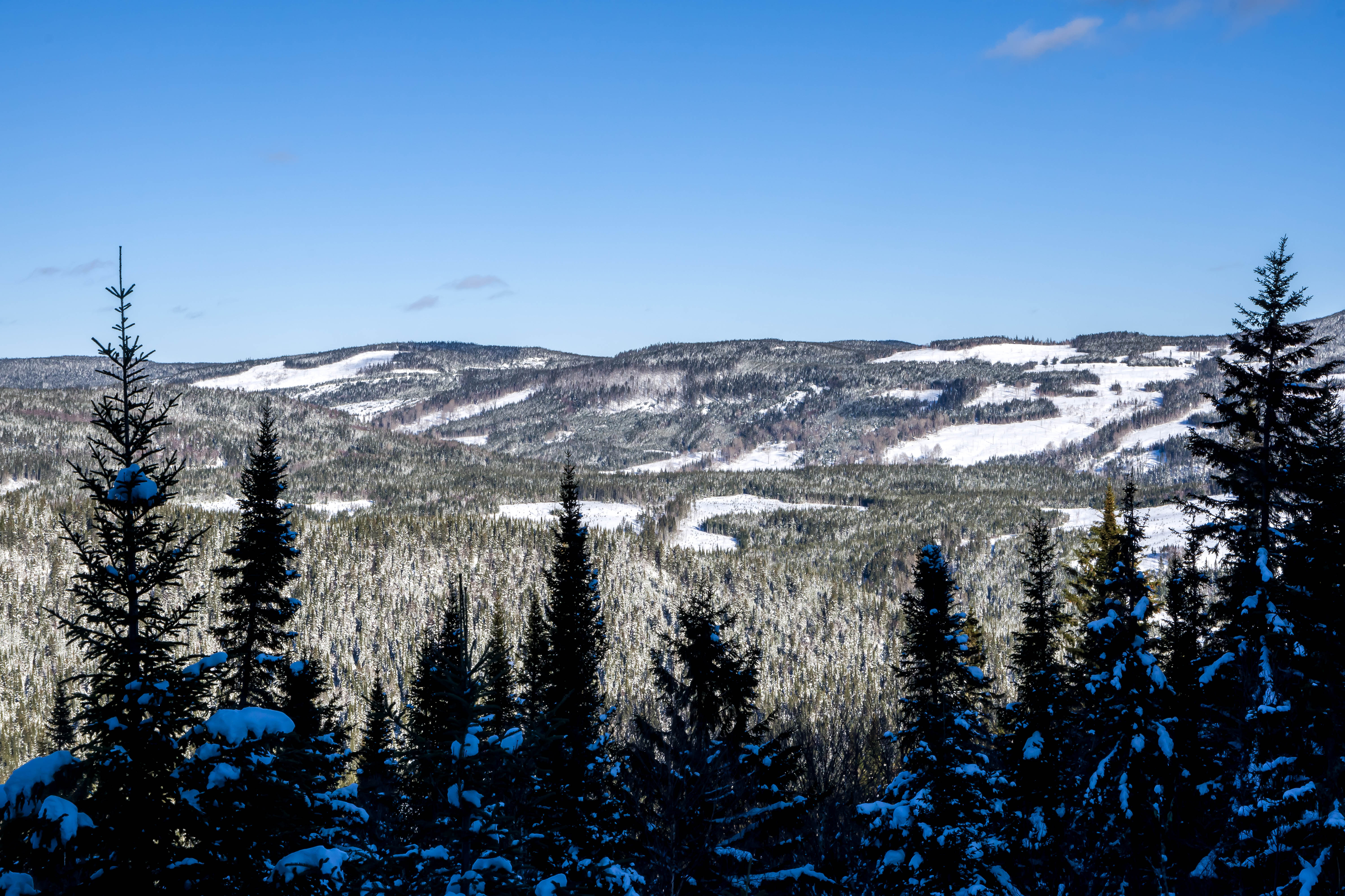 Paysage d'hiver à la Forêt Montmorency