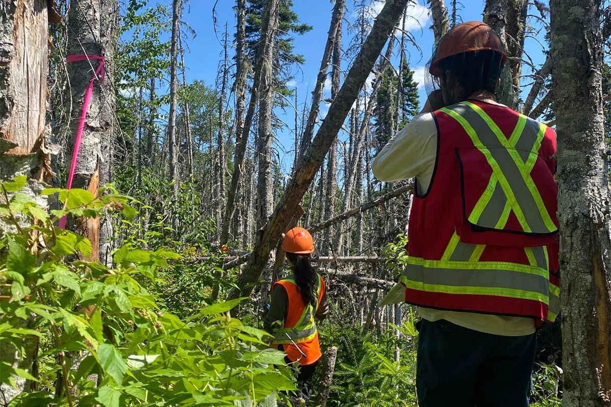 Doctorat en sciences forestières Deux personnes dans la forêt