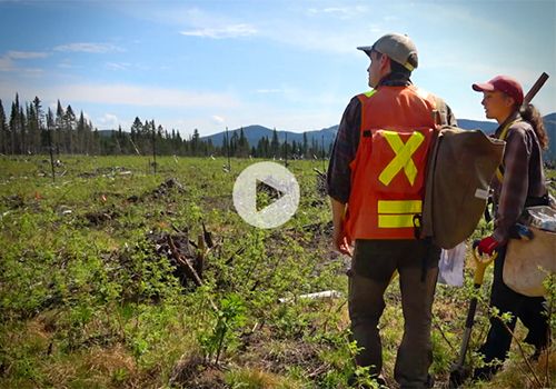 Au cœur de la recherche à la Forêt Montmorency Loïc D'Orangeville et une étudiante sur le site de TransX à la Forêt Montmorency