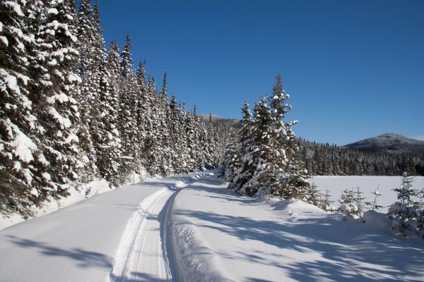 Paysage d'hiver à la Forêt Montmorency