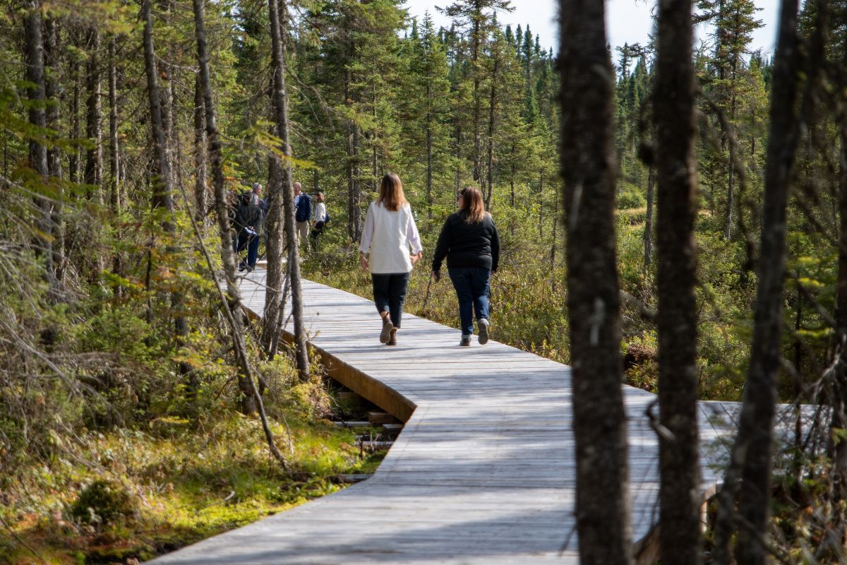 Les sentiers d'interprétation de la tourbière Joncas