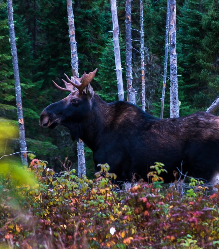 Un orignal à la Forêt Montmorency 