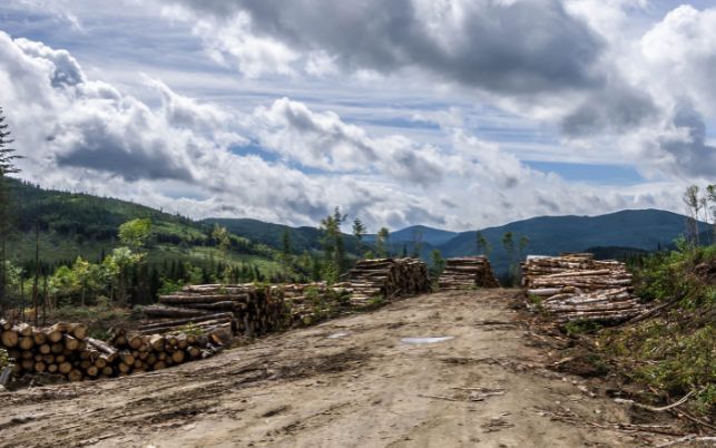 Un chemin forestier à la Forêt Montmorency 