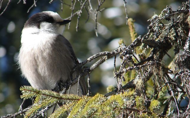 Un oiseau perché sur un arbre à la Forêt Montmorency