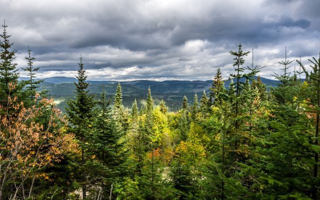 Vue large de la Forêt Montmorency en été