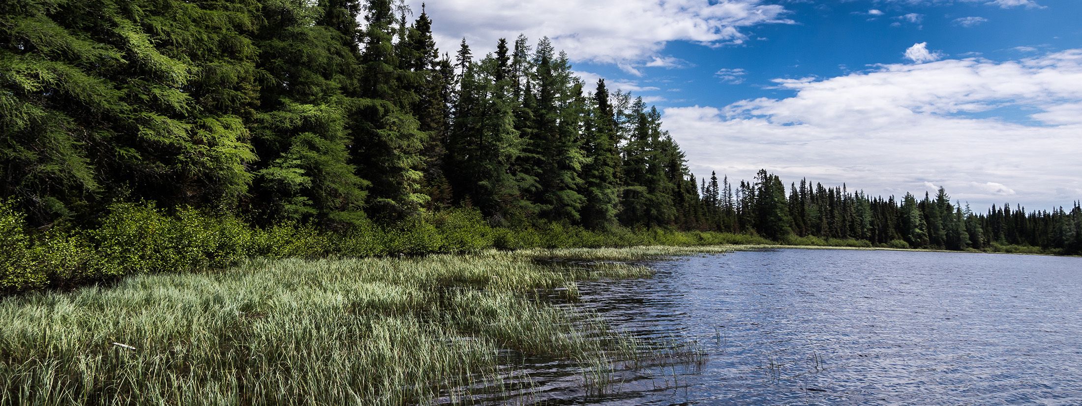 Lac Joncas | Forêt Montmorency