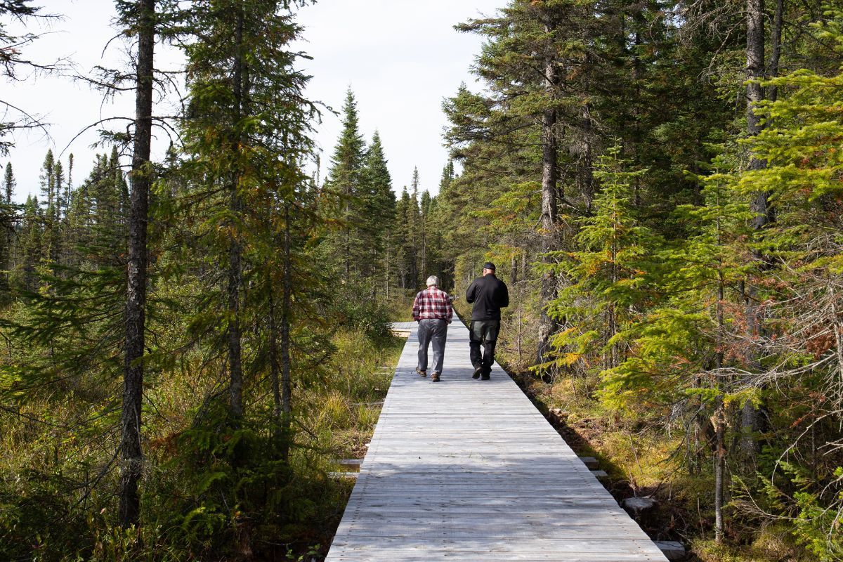 Les sentiers d'interprétation de la tourbière Joncas