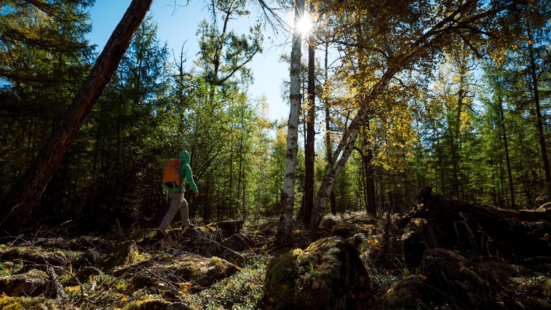 Un homme marche en forêt à l'automne