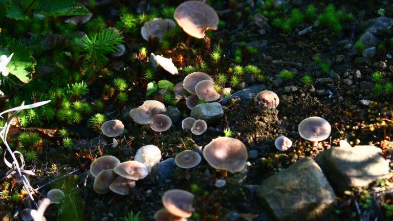 Un groupe de champignons dans une forêt