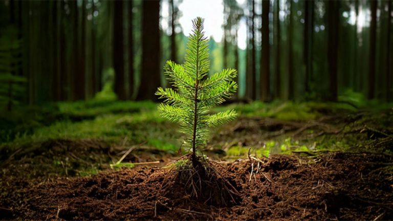Plant de résineux en forêt