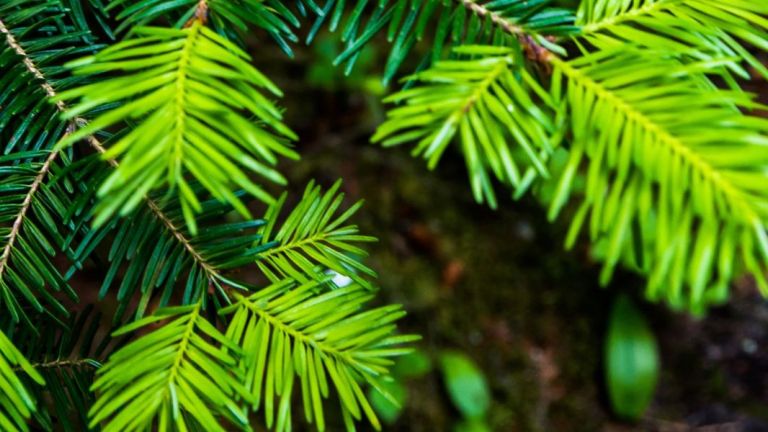 Les branches d'un sapin